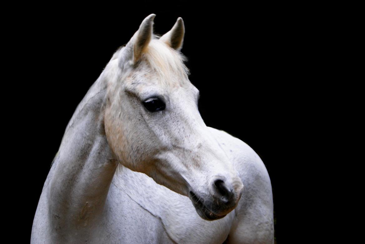 DSP Præstemarkens Mahogni |Honey| - Honey 2015 <3 billede 2