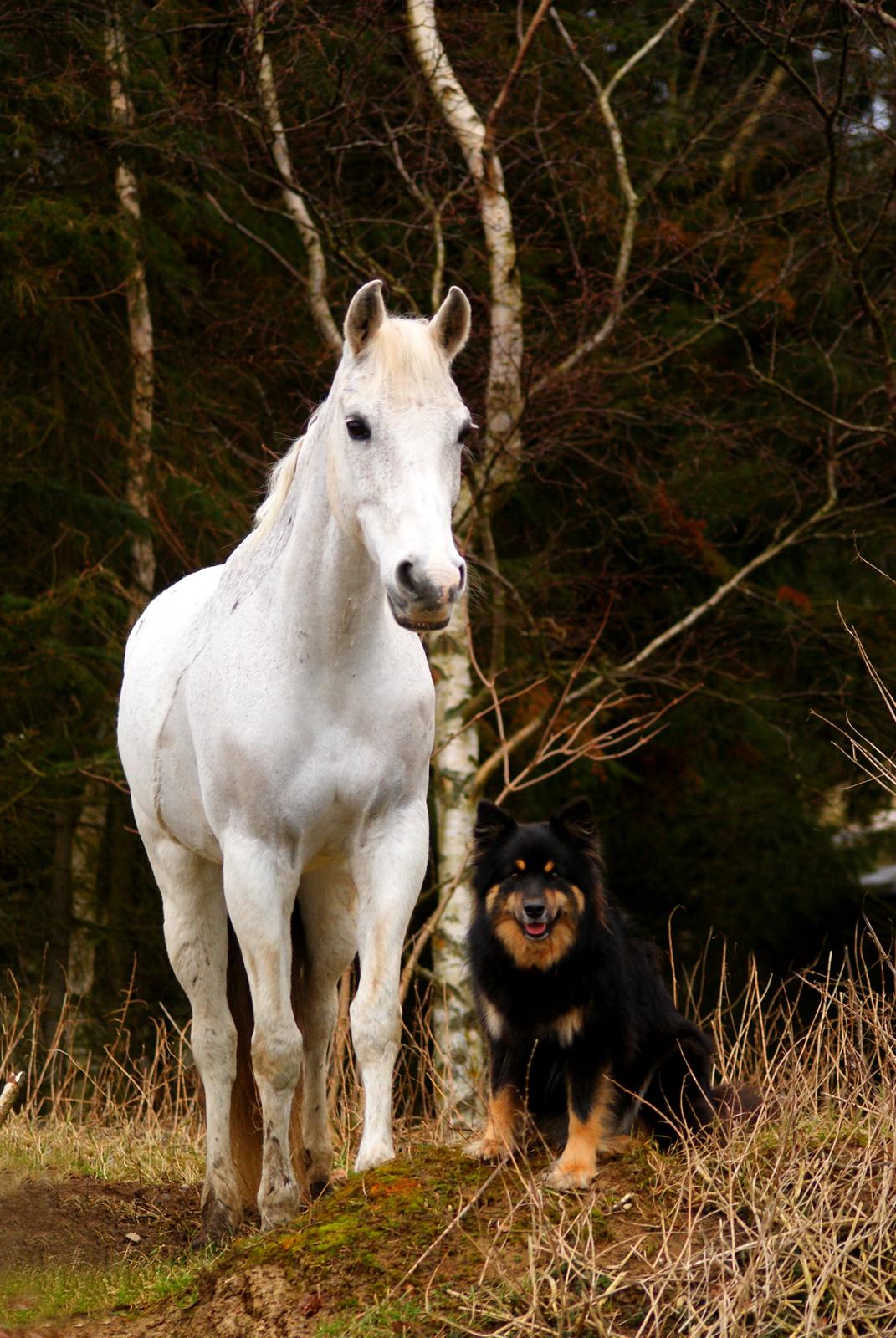 DSP Præstemarkens Mahogni |Honey| billede 46