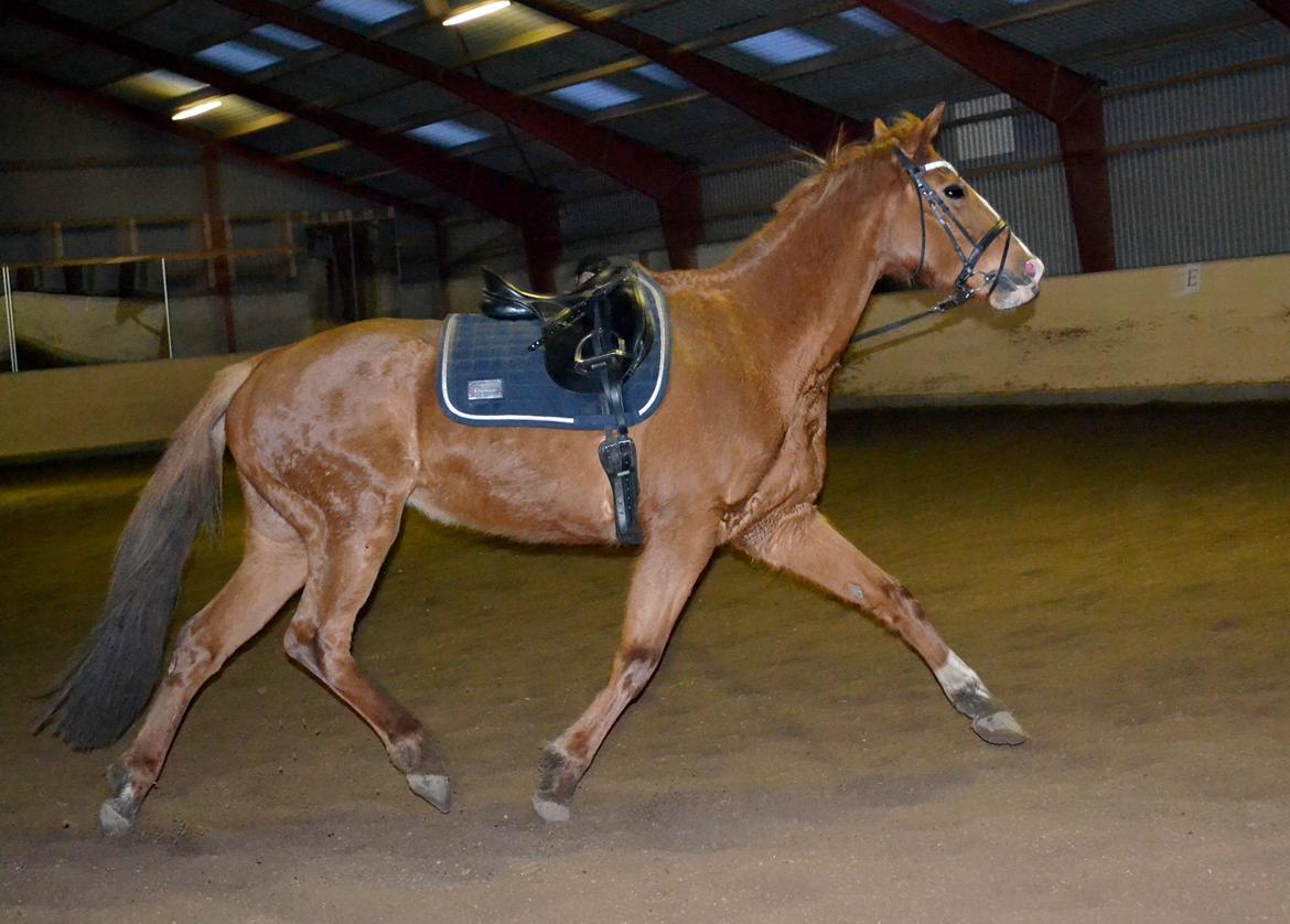 Anden særlig race Silvia billede 3