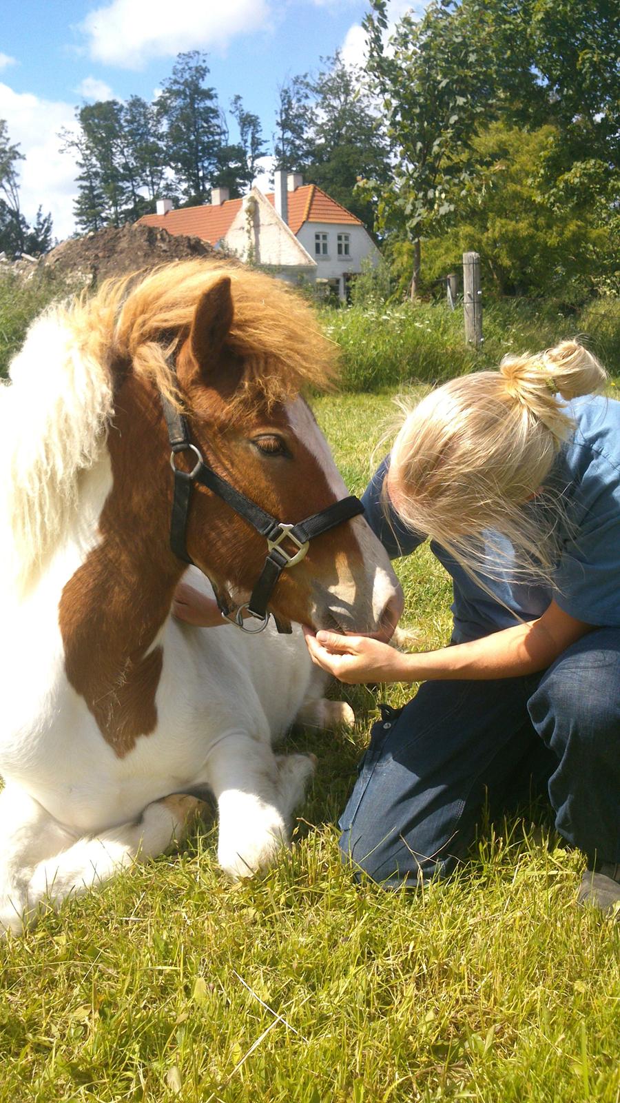 Islænder Litla fra Midtgaard billede 3