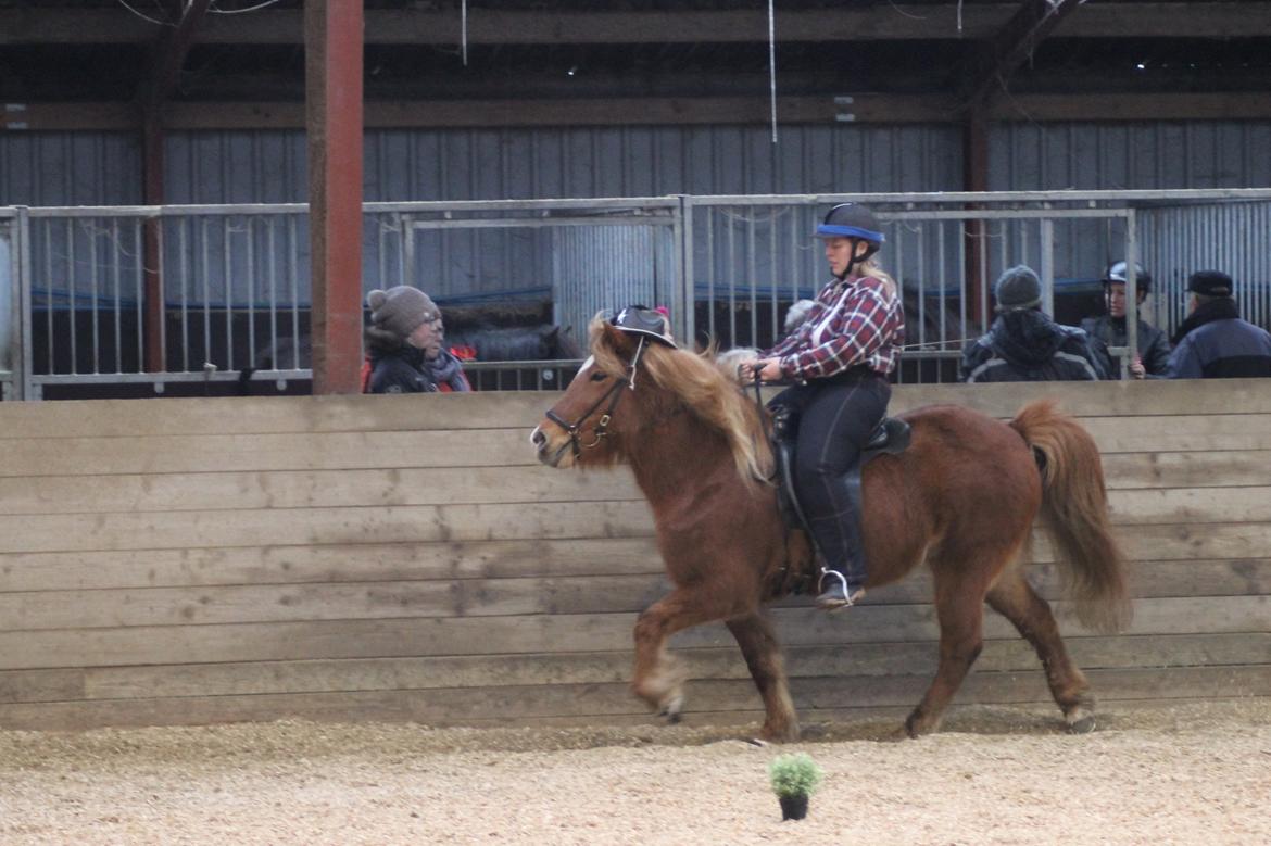 Islænder Sóley fra Espenhøj billede 14