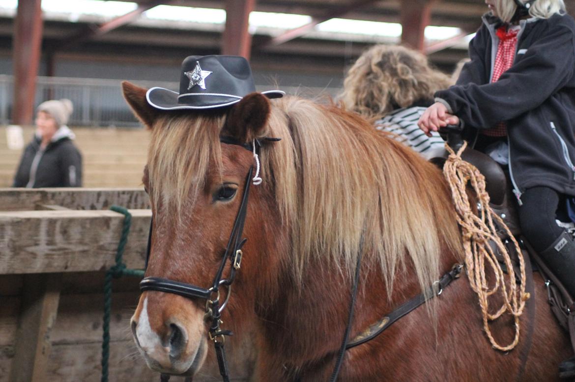 Islænder Sóley fra Espenhøj billede 3