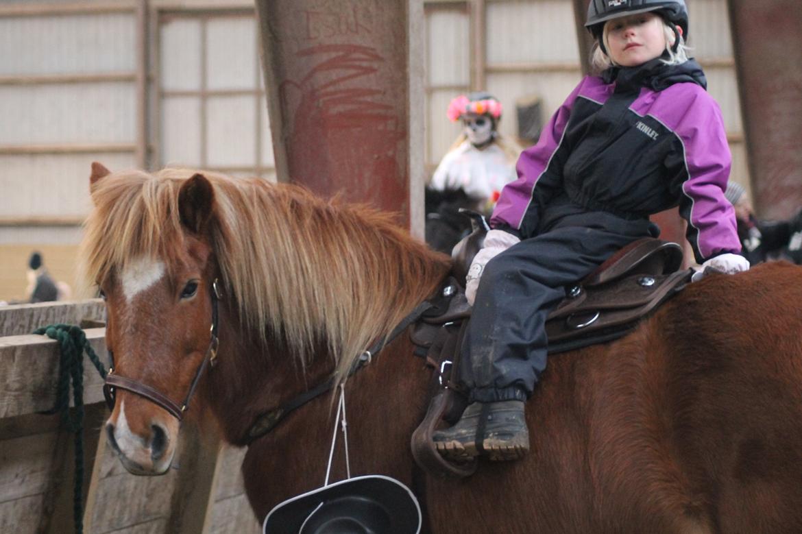 Islænder Sóley fra Espenhøj billede 11