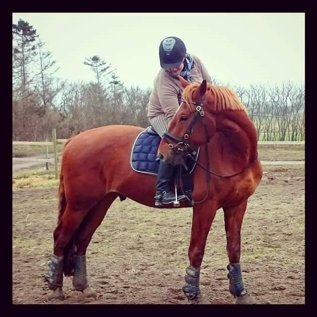 Frederiksborg Brunholms Tristan billede 1