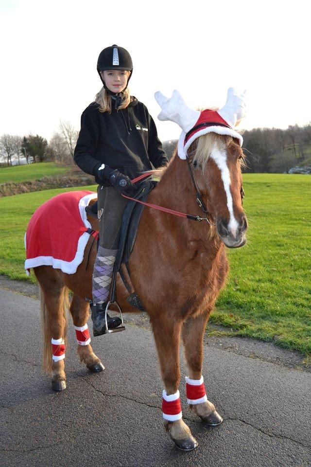 Islænder Lysa <3 IAka SkatlingI - Ude på vores første tur <3 billede 4