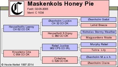 Connemara Maskenkols Honey Pie billede 19