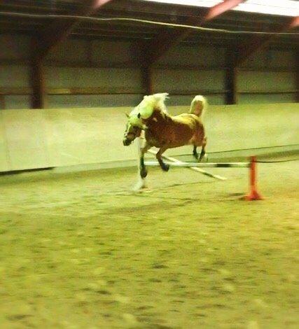 Haflinger Myra billede 10