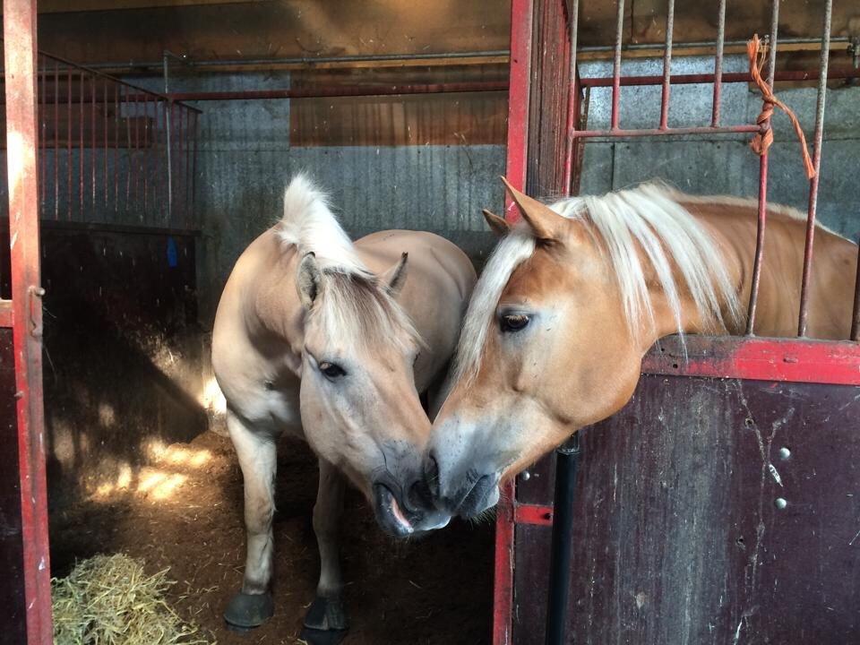 Haflinger Myra billede 17