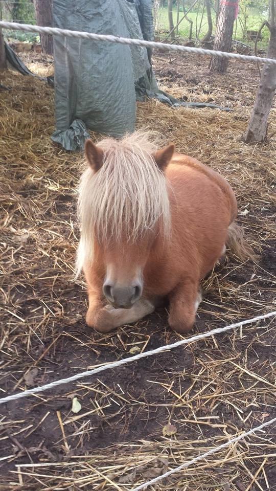 Shetlænder Bakgårdens Melody - Mellow var bevet træt billede 7