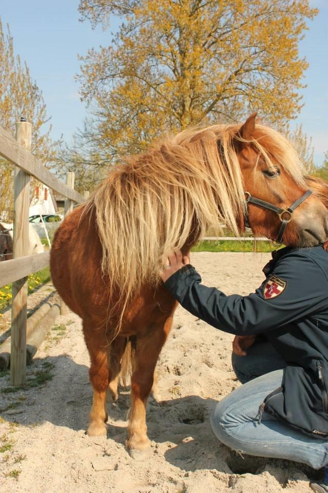 Shetlænder Bakgårdens Melody - Fra vores første møde billede 3