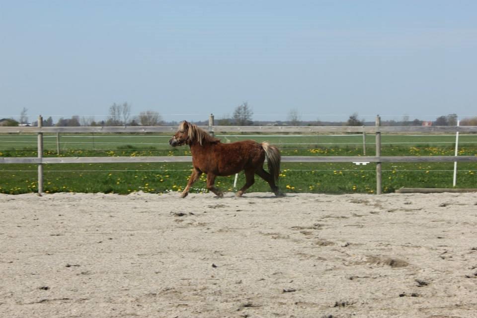 Shetlænder Bakgårdens Melody billede 4