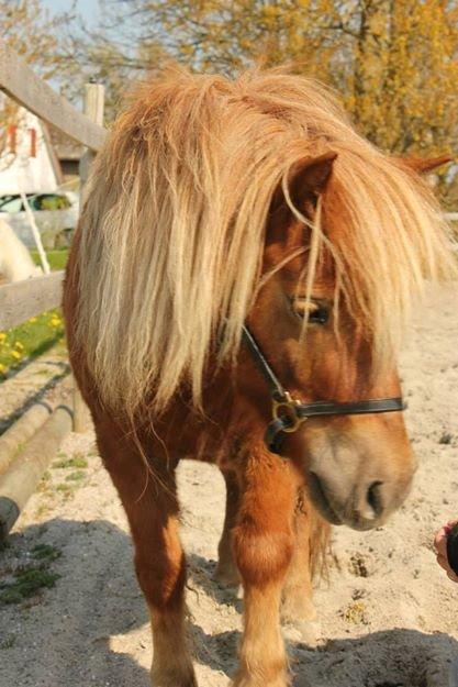 Shetlænder Bakgårdens Melody - Fra vores første møde på Lolland billede 1