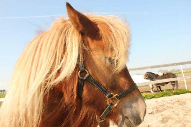 Shetlænder Bakgårdens Melody billede 6