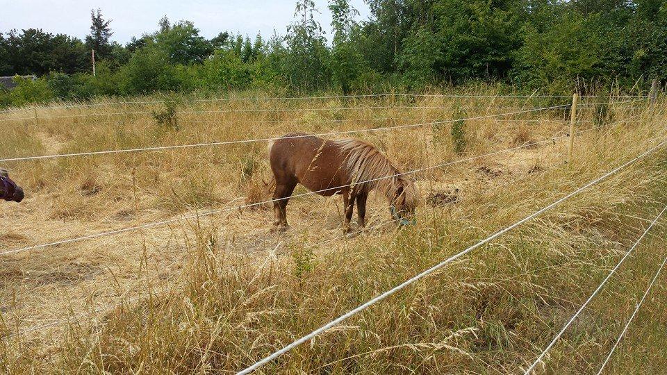 Shetlænder Bakgårdens Melody billede 12