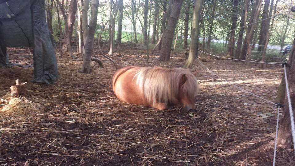 Shetlænder Bakgårdens Melody billede 8