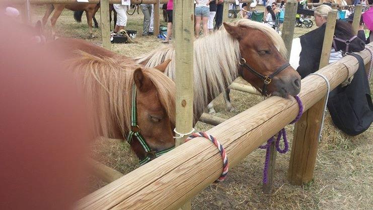 Shetlænder Bakgårdens Melody - Melody & Maisie er blevet trætte i heden billede 14