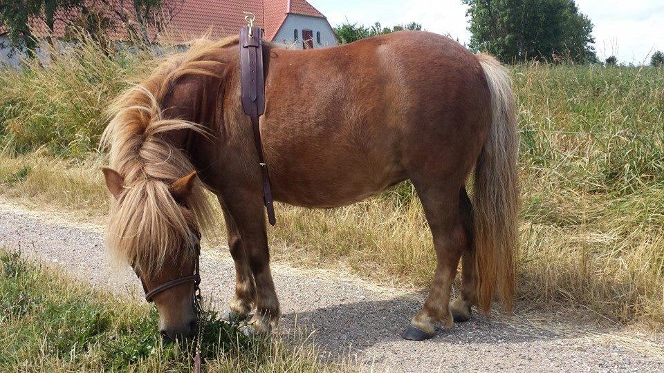 Shetlænder Bakgårdens Melody - Den er lidt vel løs...  billede 16