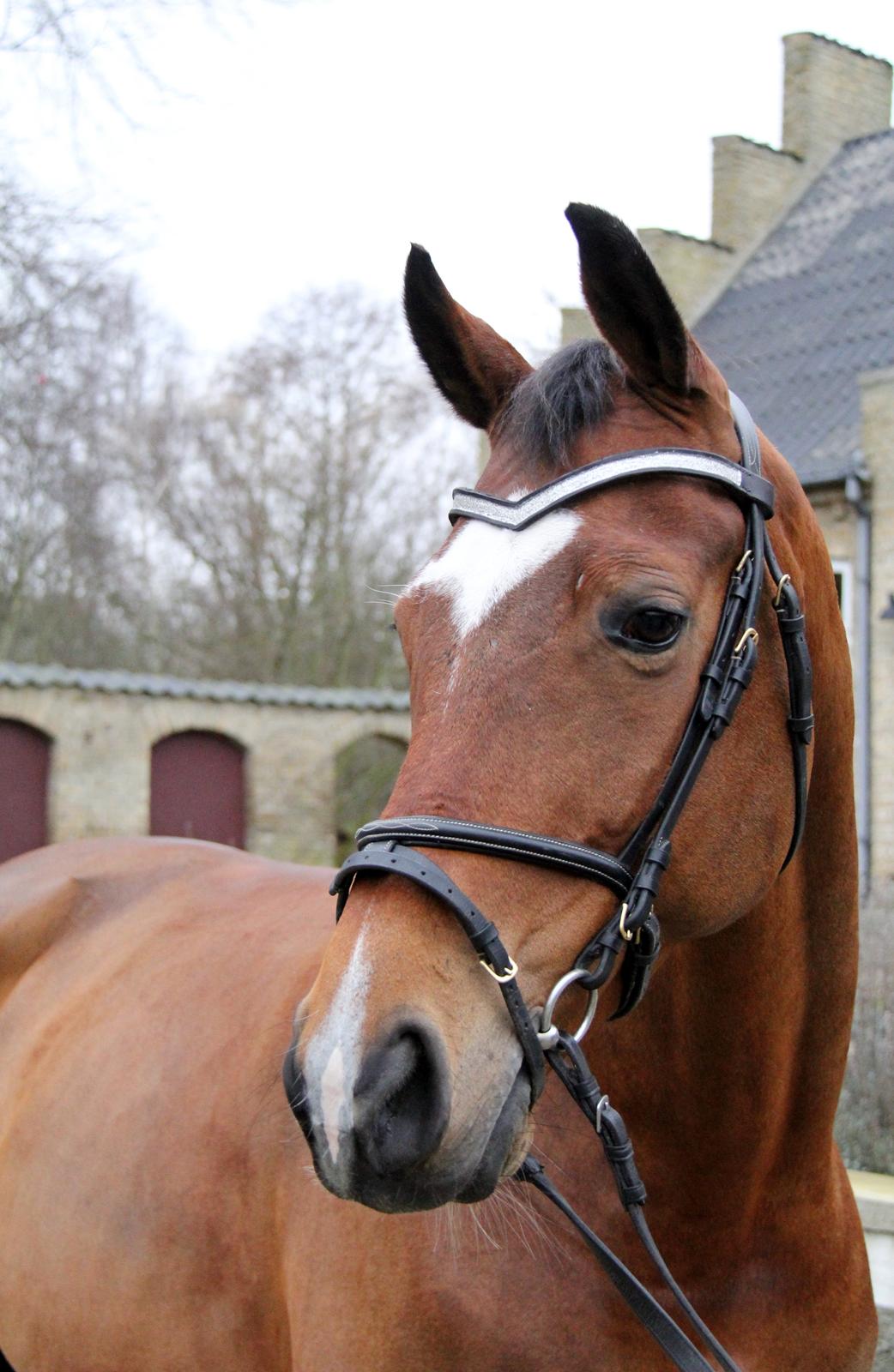 Hollandsk Varmblod Vita Z.D.W HIMMELHEST  billede 1