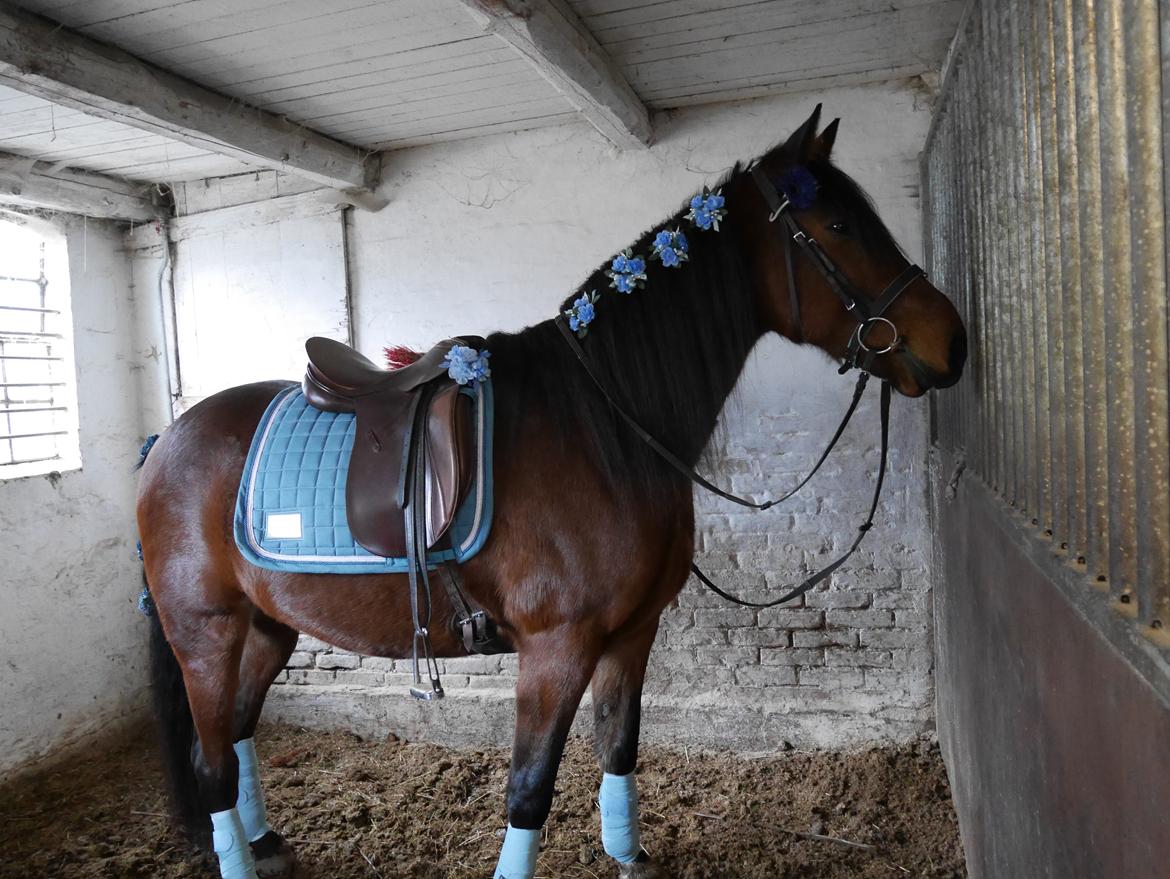 Traver Torak billede 14