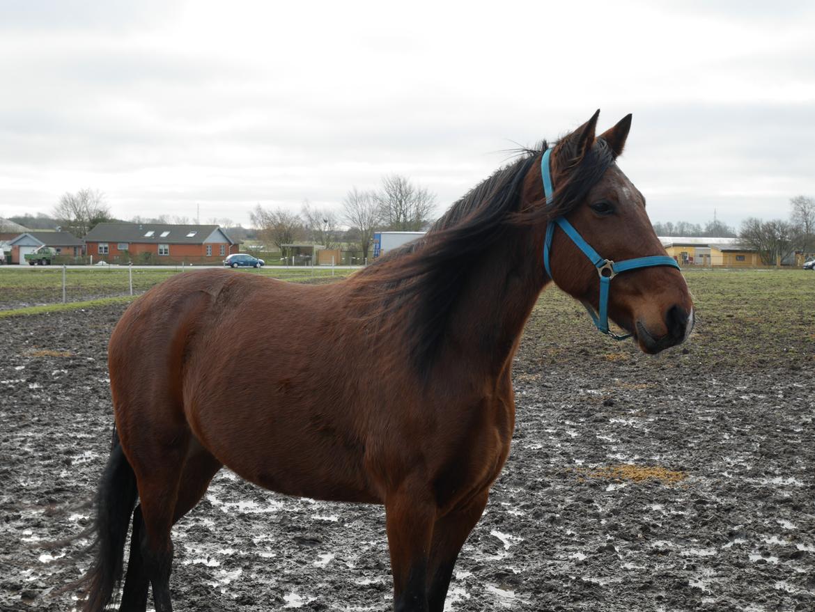 Traver Torak billede 16