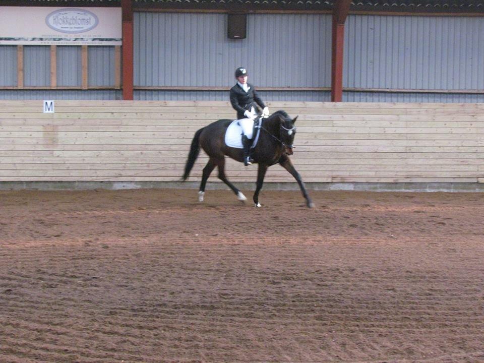 Dansk Varmblod Wolhøjgaards Kanzo billede 11