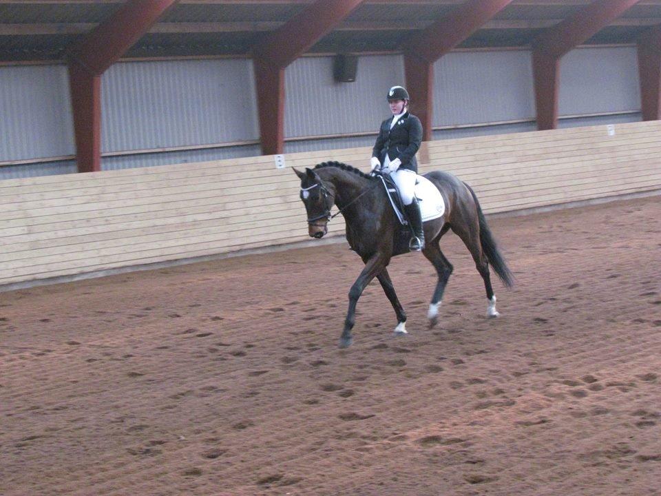 Dansk Varmblod Wolhøjgaards Kanzo billede 2