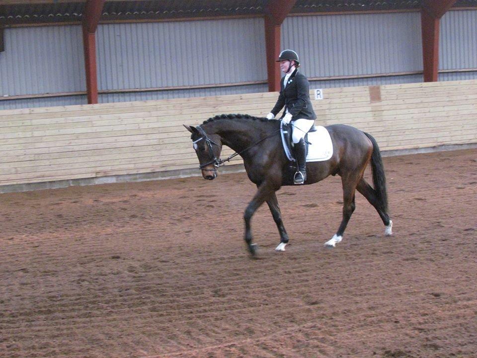 Dansk Varmblod Wolhøjgaards Kanzo billede 20