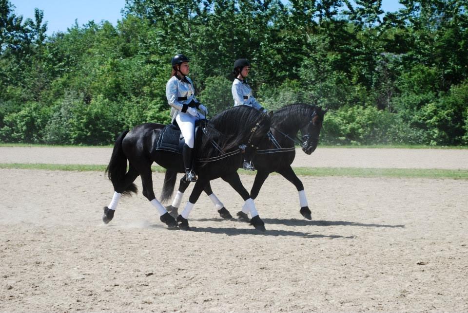 Frieser Jiduna af Stasevang, STER - Jiduna til show med FrieserNord 2013.  billede 14