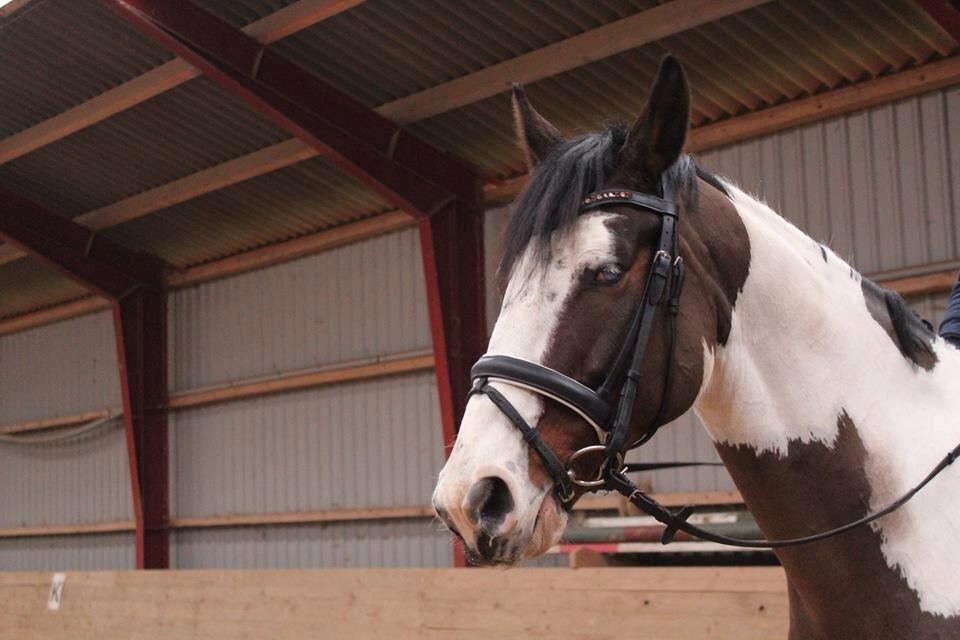 Pinto PePitto - Petti<3 - Træt basse efter undervisning<3  billede 8