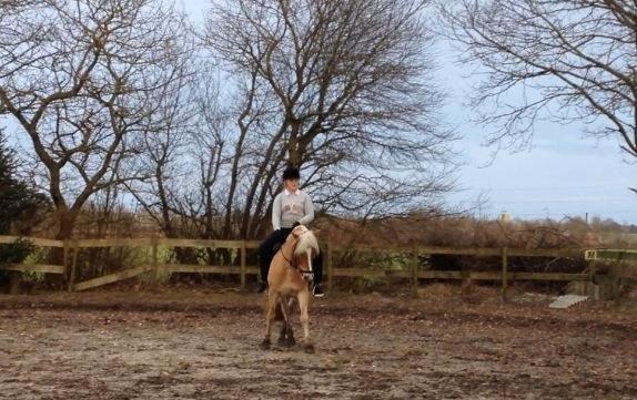 Haflinger Blue Star <3 - Lille vild-basse <3 billede 4