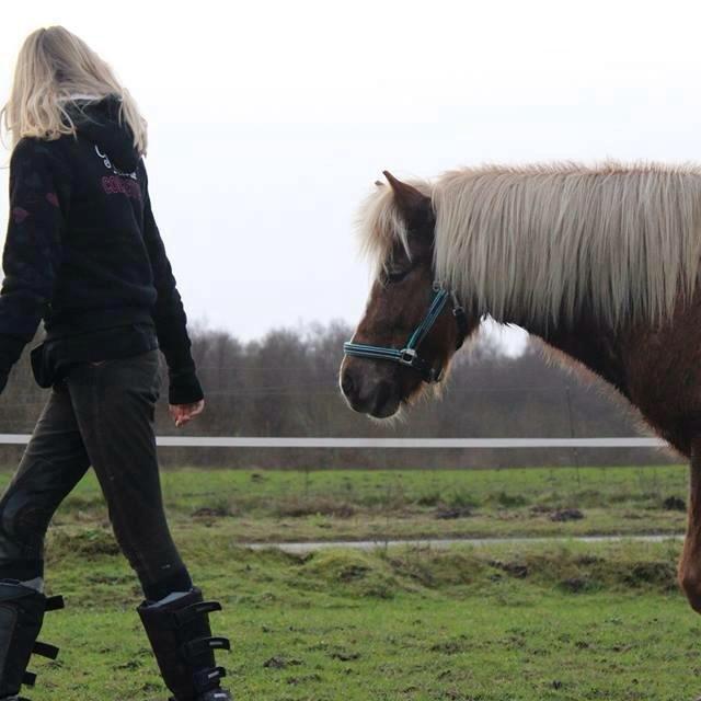 Islænder Lysa <3 IAka SkatlingI - Min dejlige skath <3 billede 2