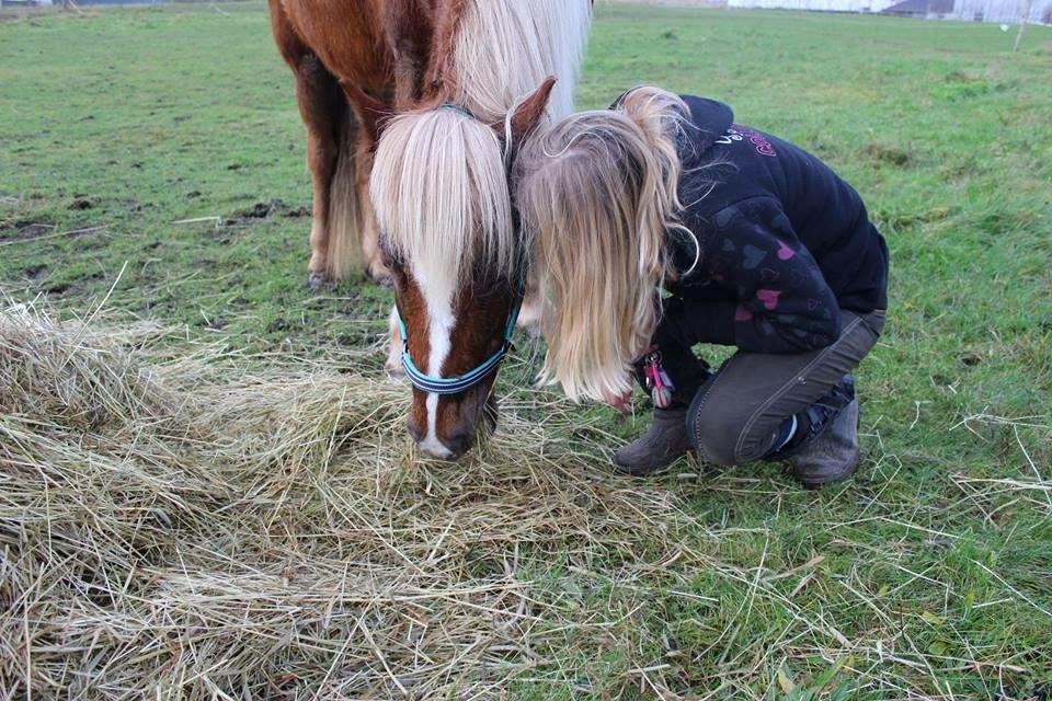 Islænder Lysa <3 IAka SkatlingI - Et lille mys :* billede 11