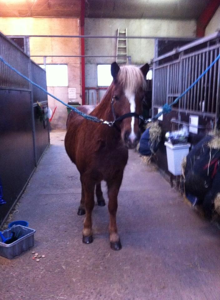 Islænder Lysa <3 IAka SkatlingI - Det første billede, der blev taget af hende <3 billede 13