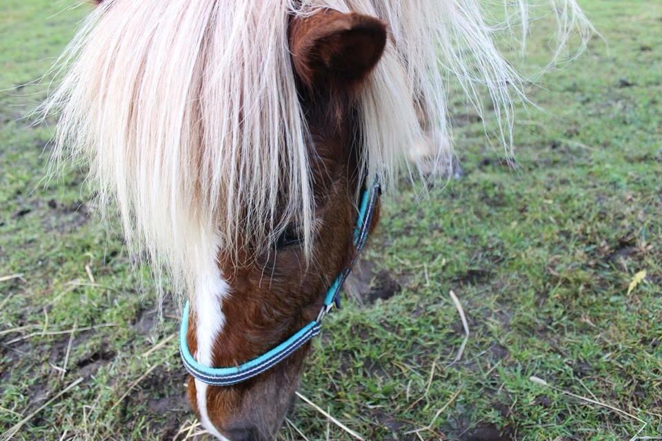 Islænder Lysa <3 IAka SkatlingI - Græs græs græs... <3 billede 18