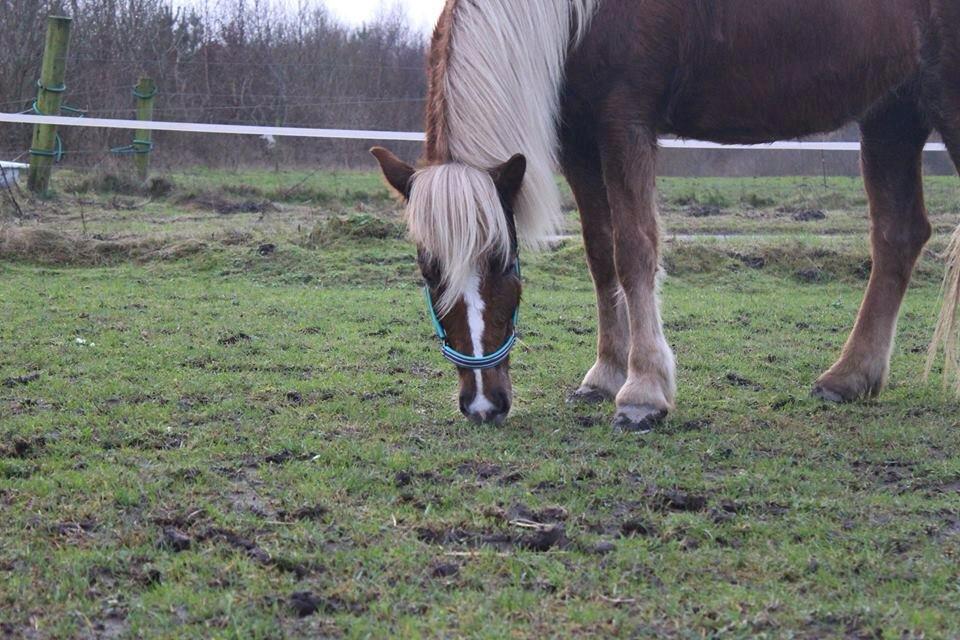 Islænder Lysa <3 IAka SkatlingI - Lidt græs, det er dejligt <3 billede 5