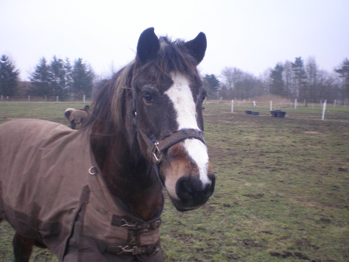 Anden særlig race Chico ( Bamse Far) Himmel pony ( savnet altid ) -  taget 16/2 15 billede 2