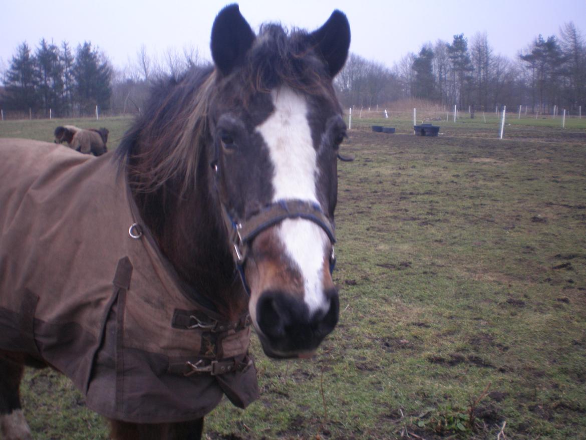 Anden særlig race Chico ( Bamse Far) Himmel pony ( savnet altid ) - taget d. 16/2 15 billede 19