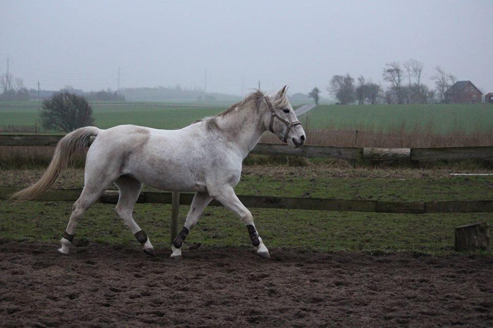 DSP Solvang's Mercedes billede 11