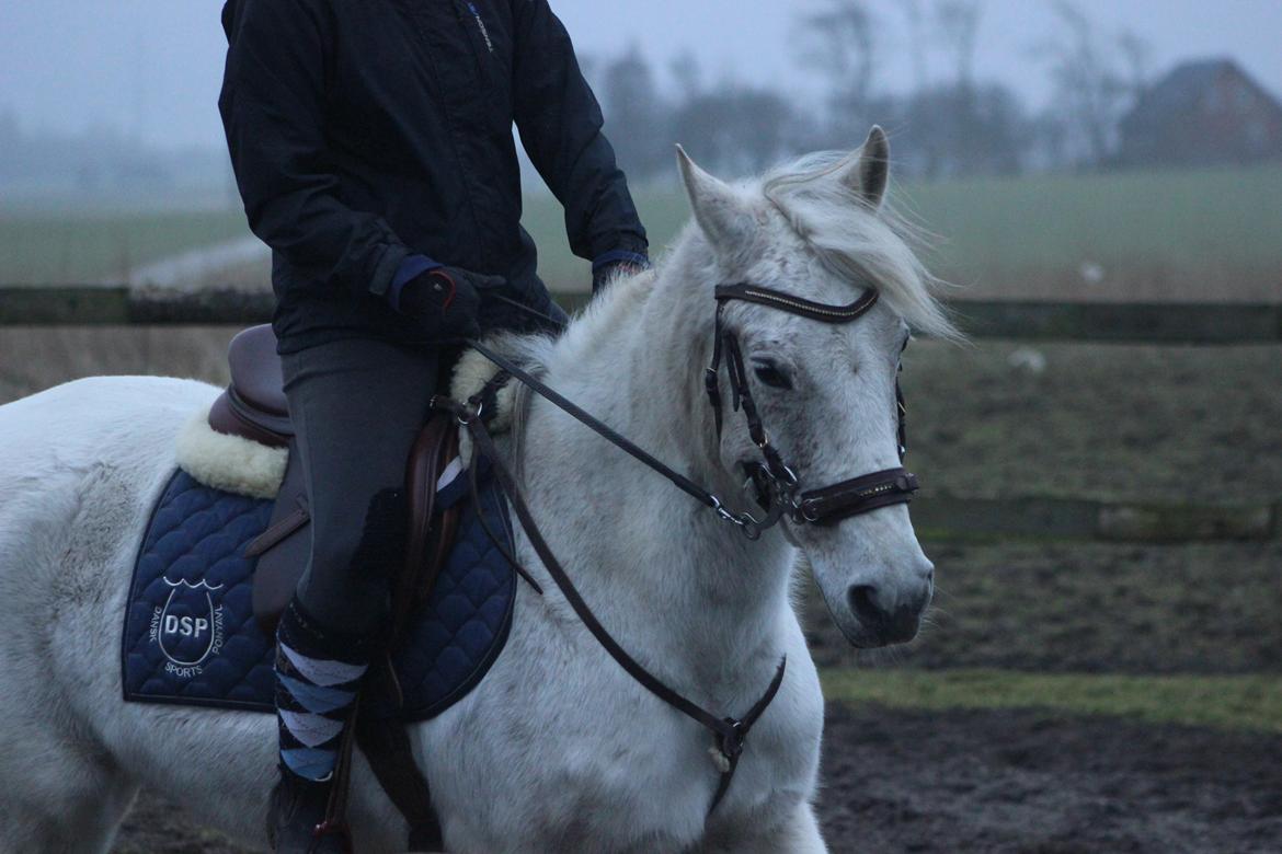 DSP Solvang's Mercedes - Taget af Lindgreen Photography billede 4