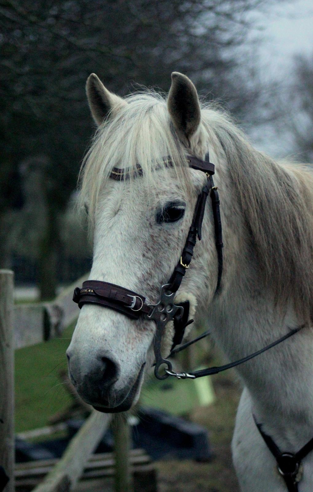 DSP Solvang's Mercedes - Taget af Lindgreen Photography billede 1