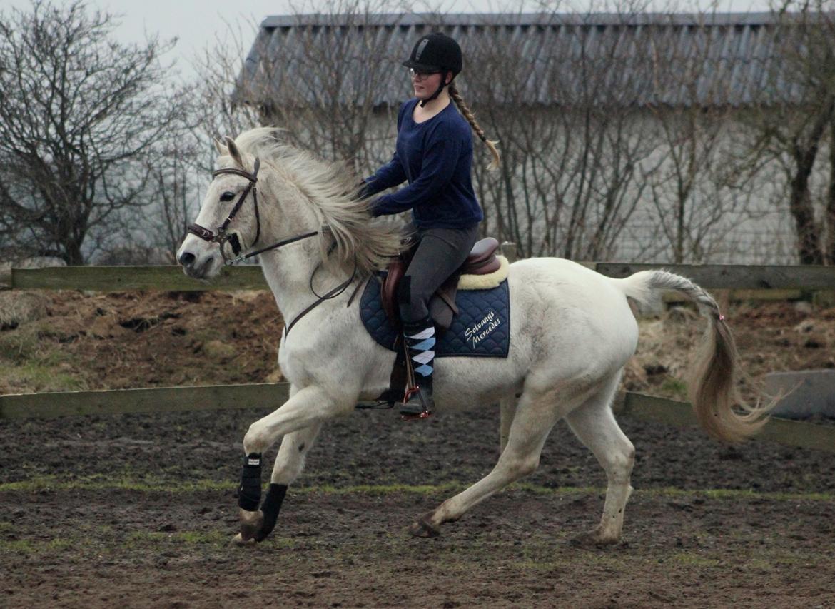 DSP Solvang's Mercedes - Taget af Lindgreen Photography billede 12