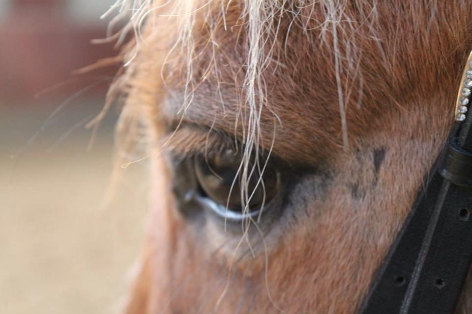 Pinto Jens Marius - Velkommen  til Marius` profil læg gerne en kommentar og en bedømmelse.. billede 1