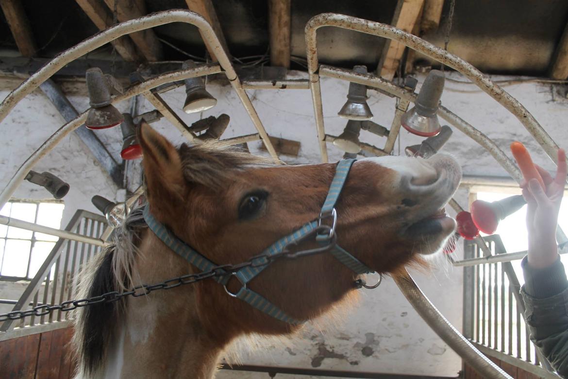 Pinto Jens Marius - Smil til verden og verden smiler til dig!<3 billede 2