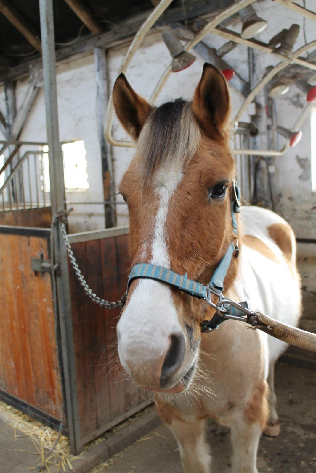 Pinto Jens Marius - You are beautiful! billede 3