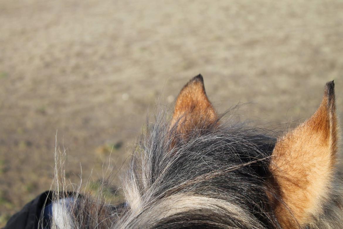 Pinto Jens Marius - Verdens bedste!<3 billede 5