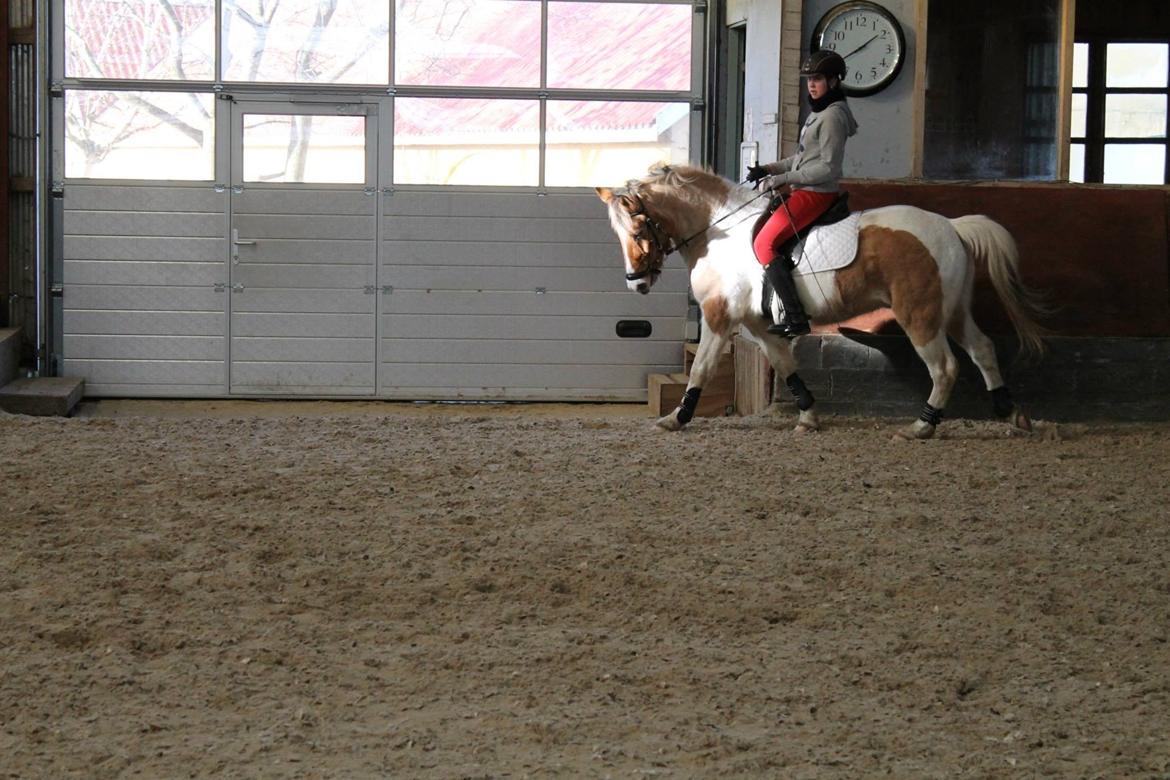 Pinto Jens Marius - Den pony har tager en særlig  plads i mit hjerte!<3<3 billede 8