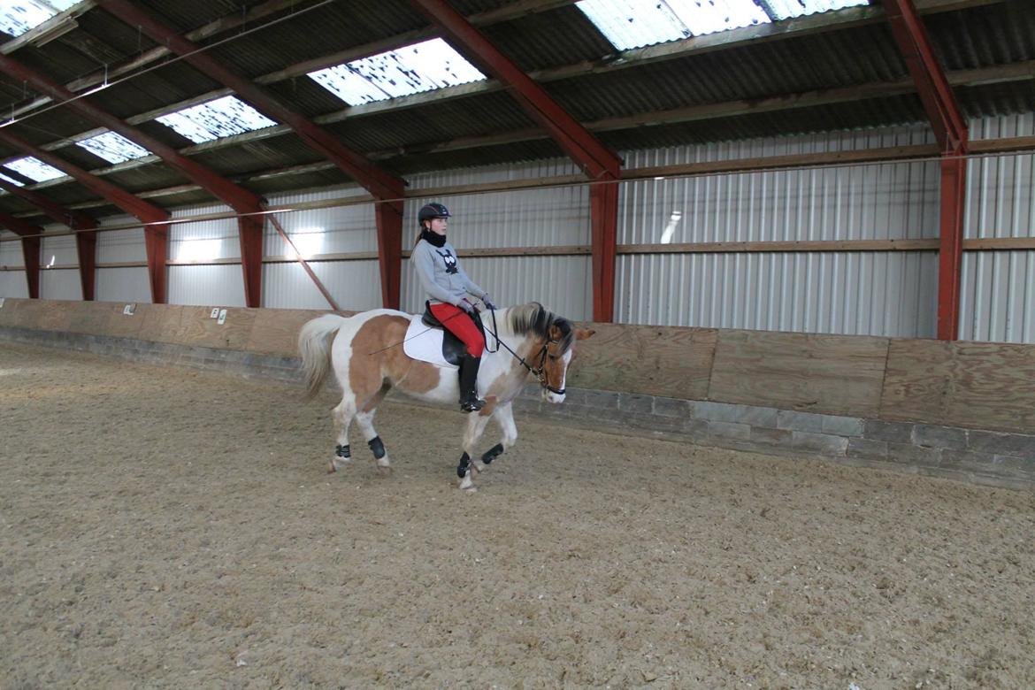 Pinto Jens Marius billede 9