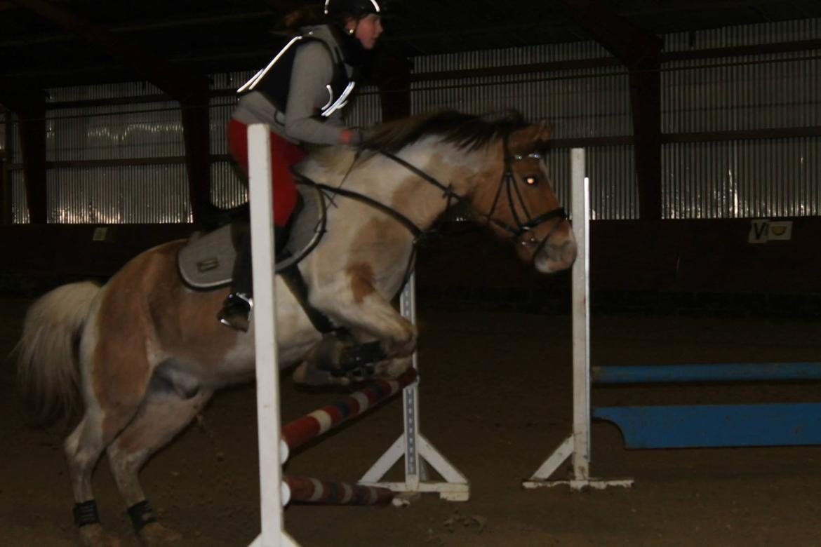 Pinto Jens Marius - 4 gang jeg springer på ham!<3 billede 12