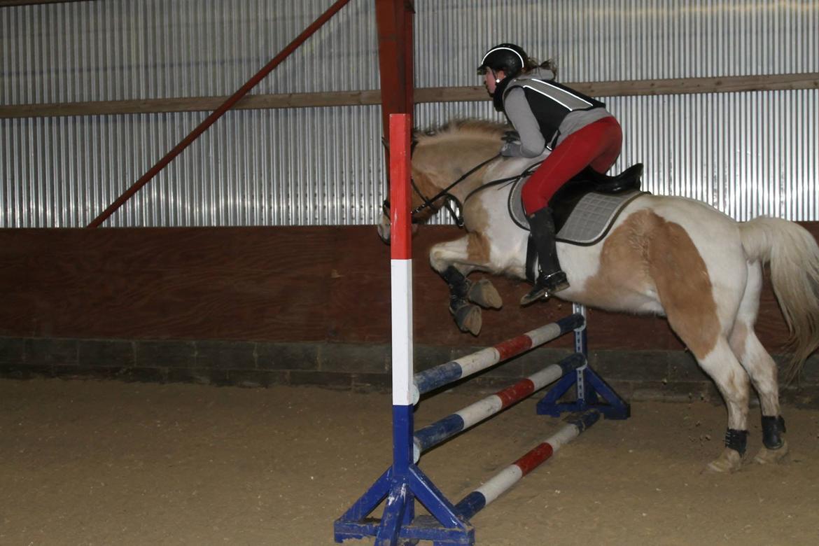 Pinto Jens Marius - 70 cm. i bane for første gang på den skønne<3 billede 13