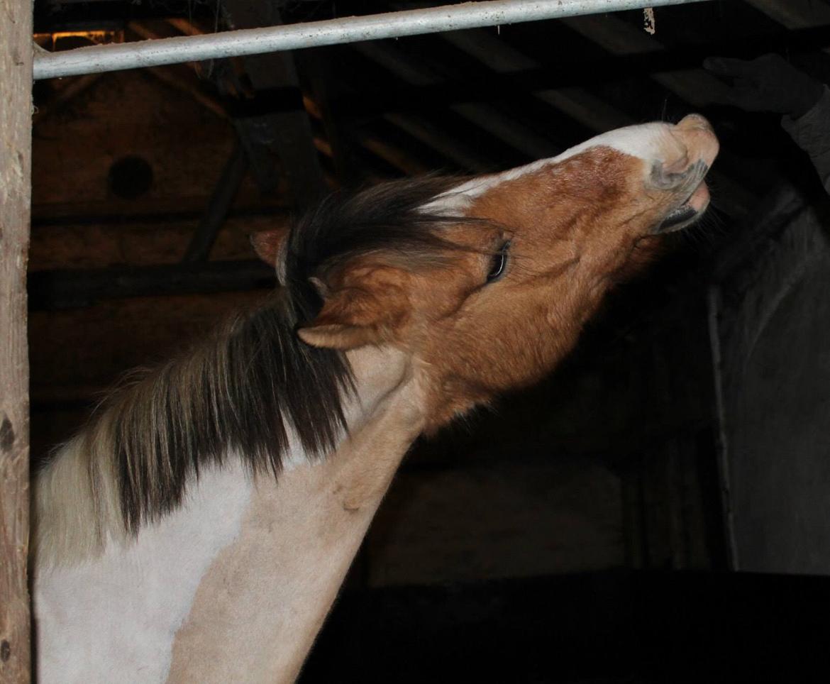 Pinto Jens Marius - I hope you always find a reason to smile!<3 billede 16